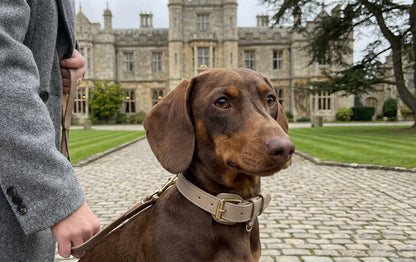 Leder Halsband Lanze Beige